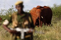 Grozljivo leto za slone: V 2011 zasegli več kot 23 ton slonovih oklov