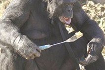 Foto: Opica, ki obožuje filme, kuhanje, zna prižgati tudi vžigalico
