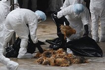 Na Kitajskem smrtna žrtev: V WHO "globoko zaskrbljeni" zaradi raziskav ptičje gripe