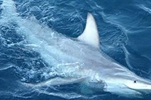 Znanstveniki pri Avstraliji našli "mešance" med dvema vrstama morskih psov