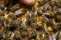 Nova raziskava: Parazitske muhe odgovorne za množične pogine čebel?