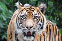 Po napadu tigra triletni deček iz Rusije v kritičnem stanju