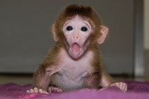 Himera: Znanstveniki ustvarili zdravo opico iz šestih različnih genskih zasnov