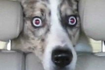 Video: Vožnja skozi avtopralnico prestrašila nič hudega slutečega psa