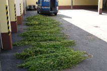 Šentjernej: Kriminalisti odkrili ogromen laboratorij za pridelavo poživil in 4000 sadik konoplje