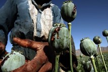 Afganistanska droga: Cena opija zrasla za kar 133 odstotkov