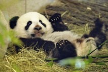Francoski živalski vrt bogatejši za dve pandi