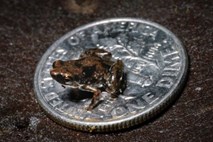 Miniaturna žabica prejela "laskavi naziv" najmanjšega vretenčarja na svetu