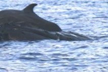 Video: Tudi med kitom in delfinom se lahko razvije prijateljstvo