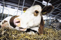 V mleku z blejske farme je še vedno strup aflatoksin