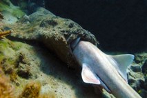 Raziskovalci opazili morskega psa med požiranjem drugega morskega psa