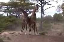 Nenavaden pretep žiraf v Tanzaniji: zvijanje vratu in butanje z glavo