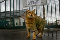 Mariborsko zavetišče za živali je le še delno zaprto