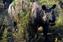 Aretirali sedem domnevnih preprodajalcev z rogovi nosorogov