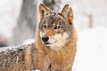 Sledenje volkovom v snegu s prostovoljci