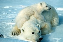 Nov hobi bogatih Kitajcev: 10-dnevni izlet na sever Kanade in lov na polarne medvede