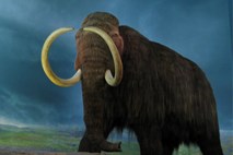 Južnokorejski in ruski znanstveniki želijo klonirati mamuta, zarodek bi donosila slonica