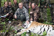 "Hrabri" Putin ni ustrelil divjega tigra, temveč tigrico Sergo iz živalskega vrta