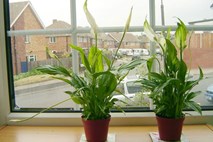 Sobne rastline dokazano čistijo zrak v zaprtih prostorih