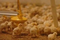 Francoska Pinca svojim krajanom podarila piščance, da bodo zobali organske odpadke