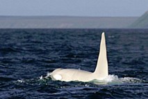 Znanstveniki so naleteli na prvi odrasel primerek belega kita ubijalca