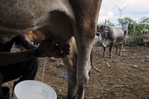 Kanadska krava podrla rekord v pridelavi mleka