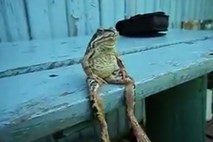 Kot človek: Žaba je sedla na klop in si za trenutek odpočila