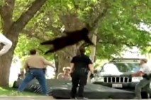 Medved počival na drevesu: sklatili so ga na tla in odpeljali v divjino