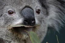 Avstralija je koale uvrstila na seznam ranljivih vrst