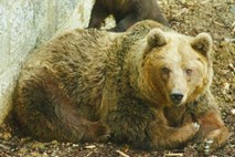 Medvedka napadla 53-letno sprehajalko s psom blizu Velike Slevice