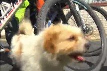 Potepuški pes je s kolesarji pretekel 1700 kilometrov dolgo pot po Kitajski