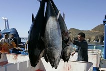 Radioaktivnost iz Fukušime s tunami priplavala do zahodne obale ZDA