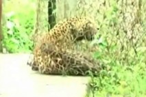 Video: Uspavani leopard skočil med množico, ki si ga je ogledovala
