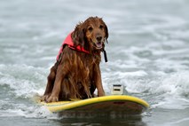 "Moker kot cucek" ali zakaj moj pes surfa bolje kot jaz