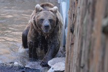V okolici Ljubljane spet opazili medveda: Uničuje panje in se masti z medom