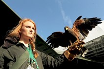 Ukradli znanega wimbledonskega orla: Rufus je med igrami odganjal golobe