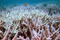 V zadnjih 50 letih poginila polovica koral na Velikem koralnem grebenu v Avstraliji