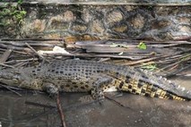 V Nemčiji iščejo pobeglega krokodila