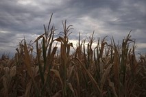 Suša v kmetijstvu povzročila škodo na skoraj 100.000 hektarjih