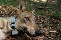 Člani projekta SloWolf odlovili prvega volka v Kočevskem Rogu