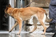 V preiskavi prostitucijskega škandala v Kolumbiji odkrili tudi nemarne pse