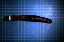 Pentagon izdelal prožnega robotskega črva z umetnimi mišicami