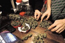 Urugvaj z legalizacijo marihuane nad organizirani kriminal