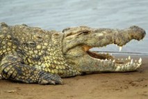 Iskanje krokodila v Avstriji zaenkrat prekinjeno