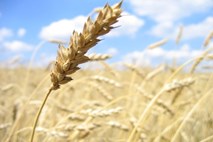 Evropska komisija bo omejila porabo biogoriv, narejenih iz živil
