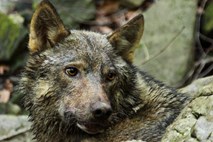 Izginotje volkulje Tonke zaradi suma krivolova preiskujejo kriminalisti