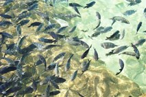 Študija: Zaradi globalnega segrevanja bi se lahko zmanjšala velikost rib
