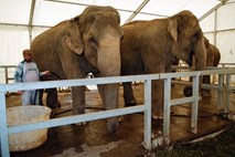 Zaščita živali: Prepoved cirkusa in zakola brez omamljanja