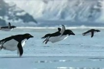 Kaj imajo skupnega leteči pingvini, NLP in pošast iz Loch Nessa?