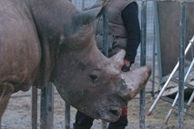 Zahodni črni nosorog razglašen za izumrlega